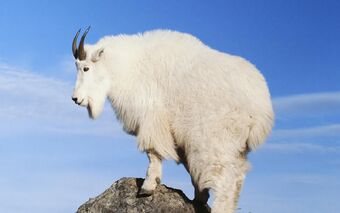 Mountain Goat | Creatures of the World Wikia | Fandom