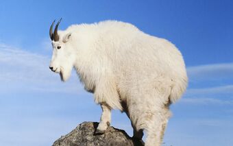 Mountain Goat Creatures Of The World Wikia Fandom