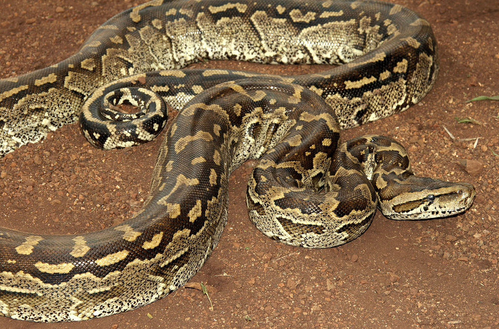 African Rock Python | Creatures of the World Wikia | FANDOM powered by