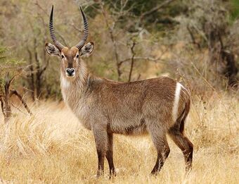 Waterbuck in Uganda