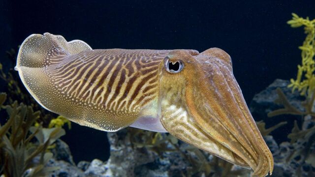 Mengenal Biota Laut "Cuttlefish", Si Ahli Penyamar di Lautan