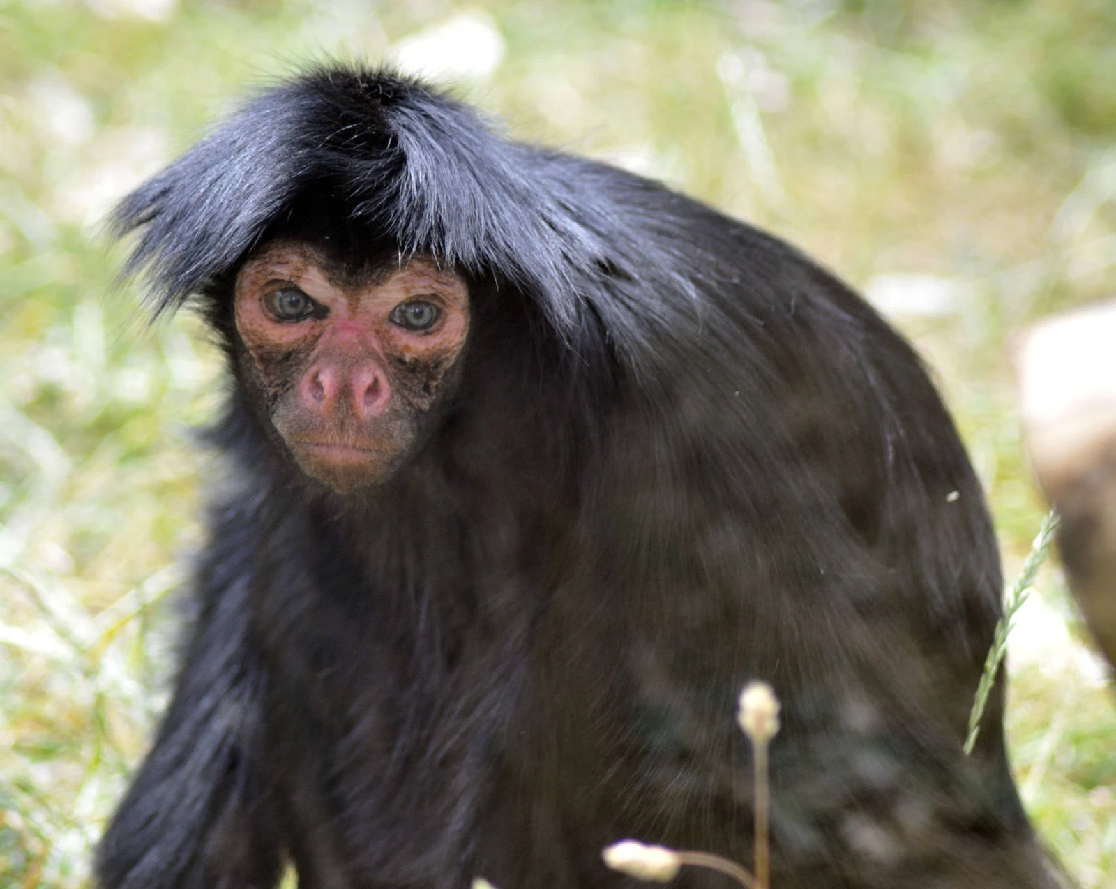 RedFaced Spider Monkey Creatures of the World Wikia FANDOM powered