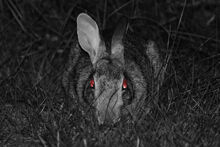 Rabbit