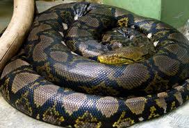 PythonSnake