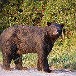 Wildlife image-black bear tracey rock
