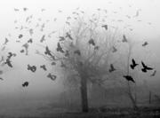 180px-Tumblr mlif0aGPOL1snfrtoo1 500