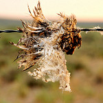 Wildlife image-humans kill tom koener