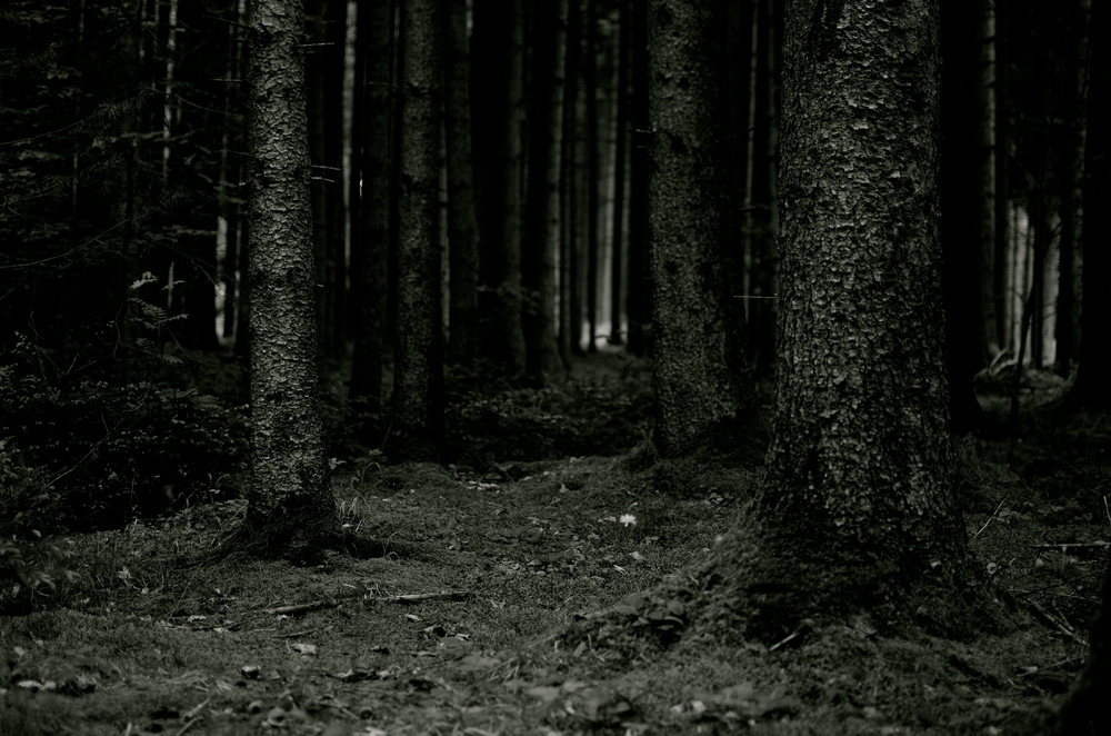 Gruselige Wälder Gruselige Wälder