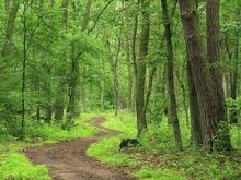 The Woods
