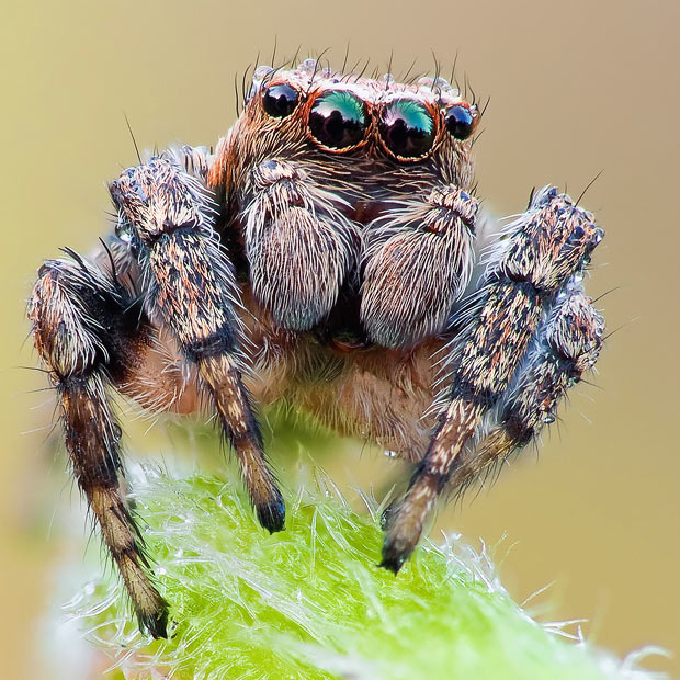 image spider close up jpg creepypasta wiki fandom powered by wikia
