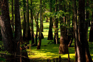 Swamp