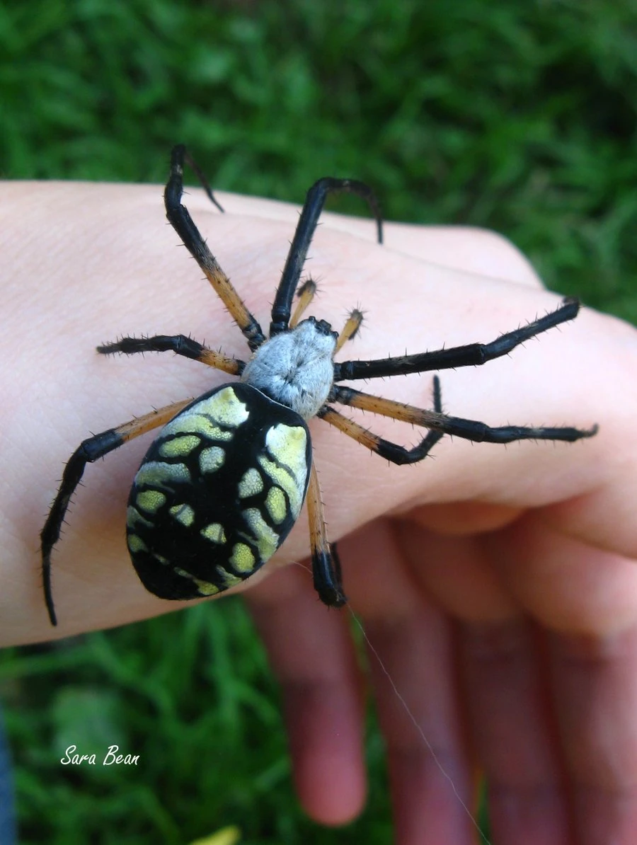 Spider Love Bite | Creepypasta Wiki | FANDOM powered by Wikia