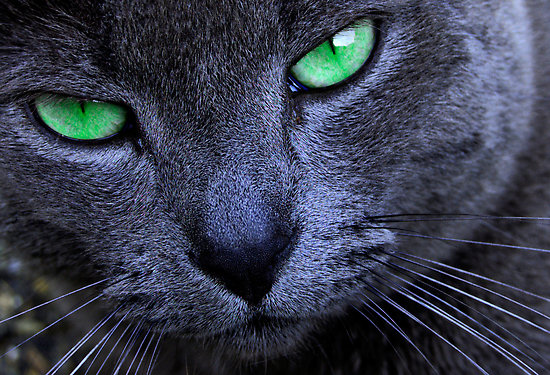 The Emerald Eyed Cat The Emerald Eyed Cat