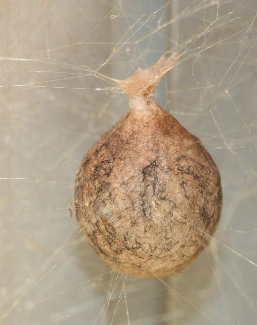 Egg Sac | Creepypasta Wiki | FANDOM powered by Wikia