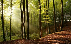 Crescent forest