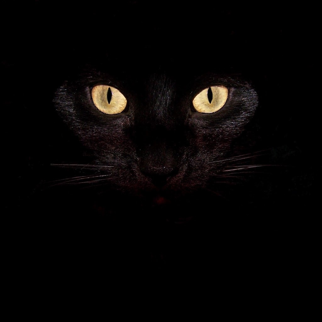 Image - Evil cat .jpg | Creepypasta Wiki | FANDOM powered by Wikia