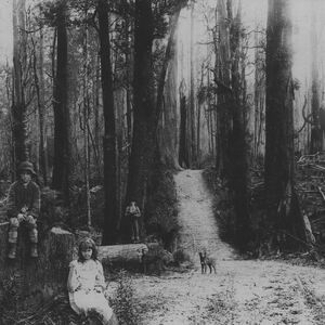 The Slender Man Creepypasta Wiki Fandom