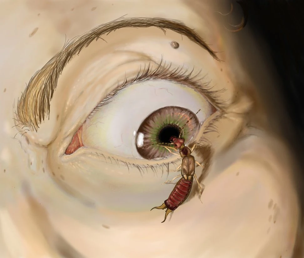 SCP 439 Wiki Creepypasta Fandom scp-439-wiki-creepypasta-fandom