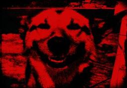 DogDark