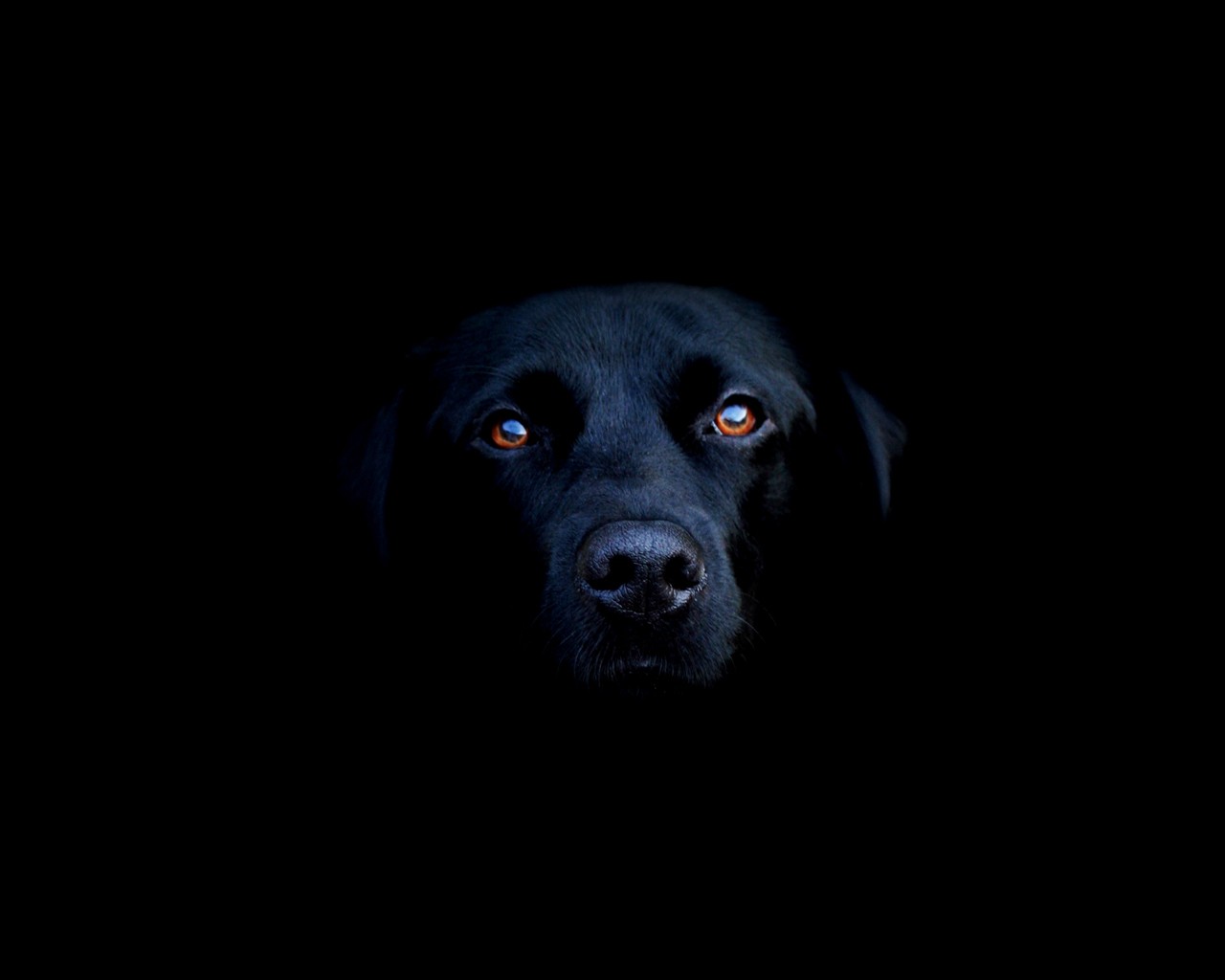 Resultado de imagen para perro negro