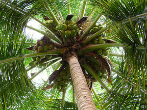Cocoteroscp