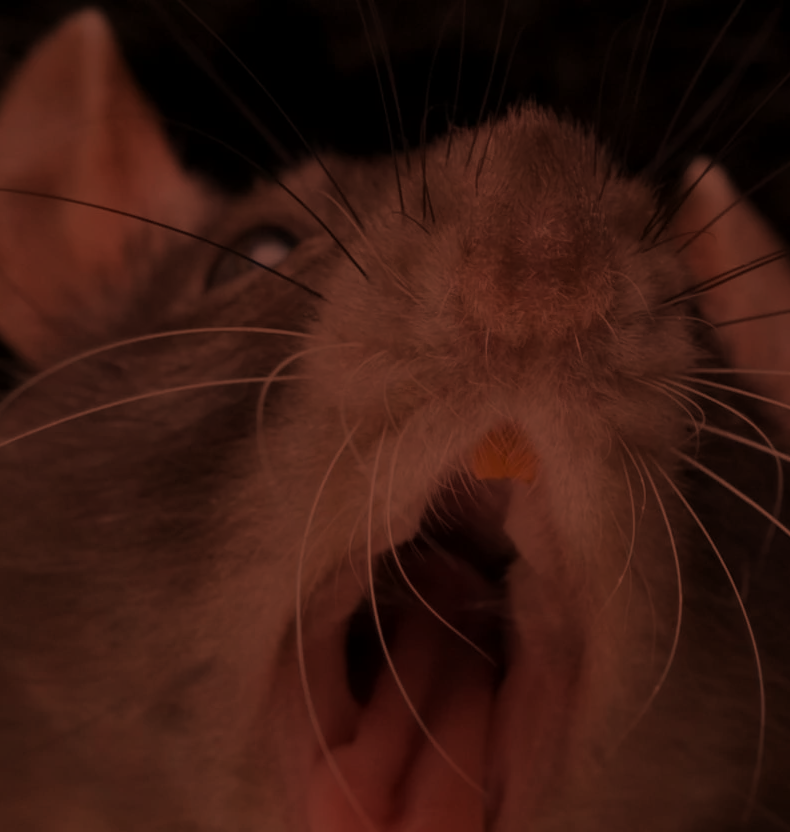 Крысы: неестественные стимулы и поведение