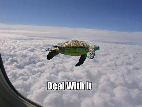 DealWithItTurtle