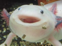 Freaky fish thing
