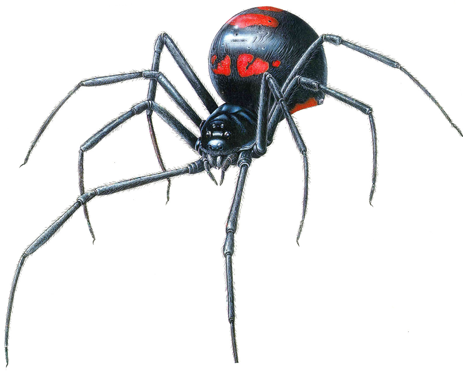 Image - Black widow Spider. Monsters Project.jpg | Creepypasta Wiki