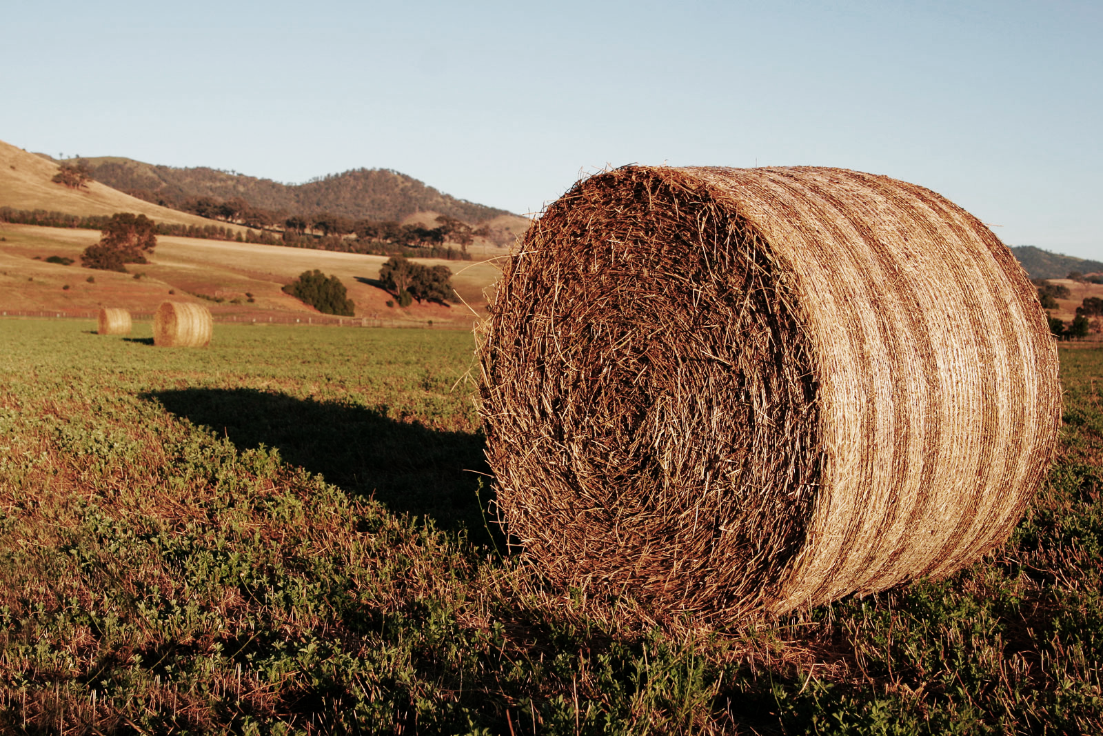 The Thing That Stalks the Fields | Creepypasta Wiki | Fandom