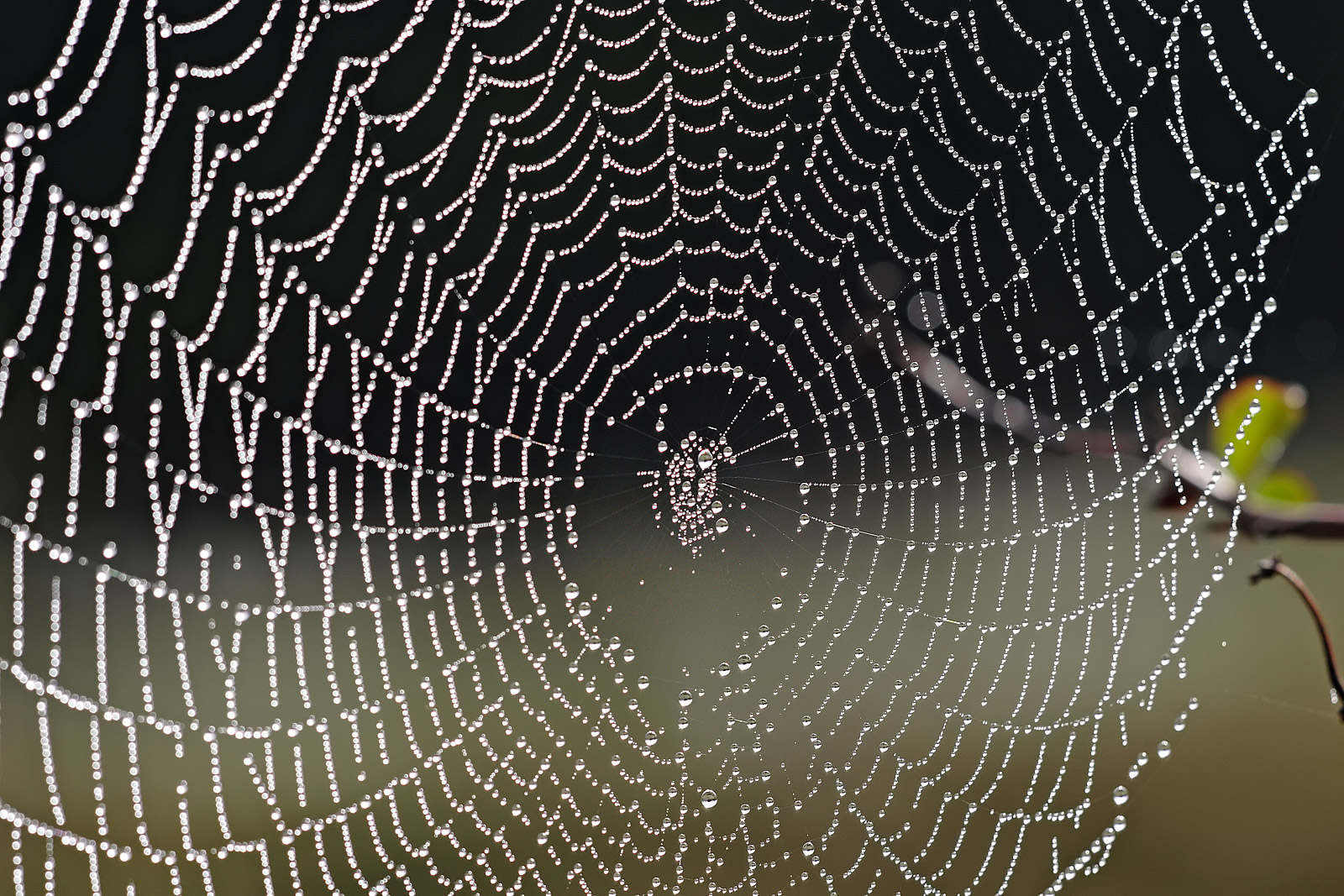 Resultado de imagen para dew on spider web
