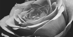 Tumblr m1qoz7NgWc1qzleedo1 250