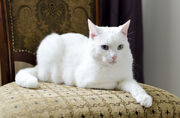 600px-odd-eyed-white-cat