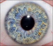 Iris