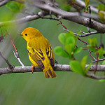 Wildlife image-yellow warbler courtney celley