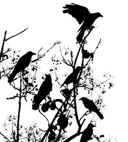 Crows-in-tree-e1343676636120