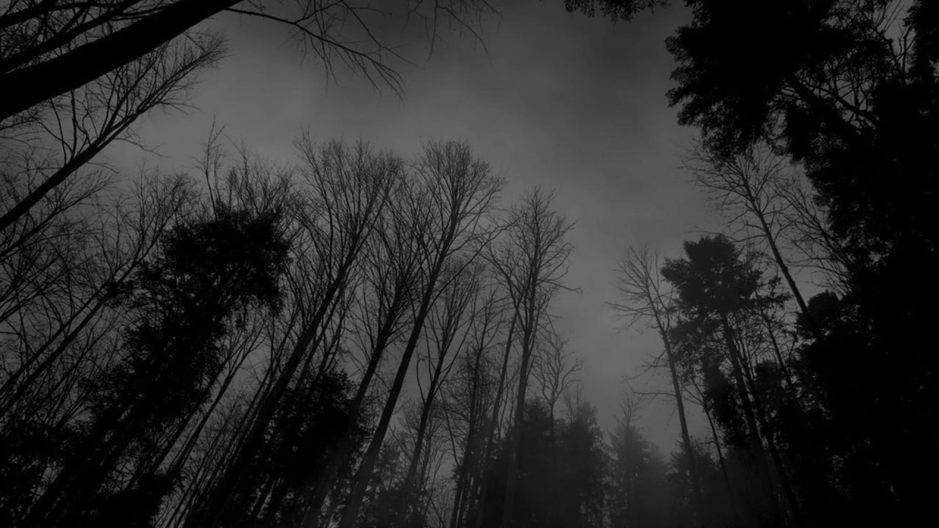 image forest black white dark forest wallpaper jpg creepypasta