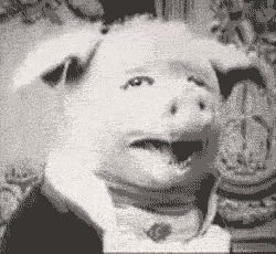 Resultado de imagen de cabeza de cerdo gif