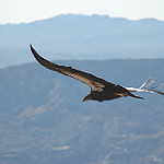Wildlife image-condor