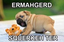 Ermagherd squeaky toy