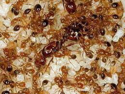 Antcolony