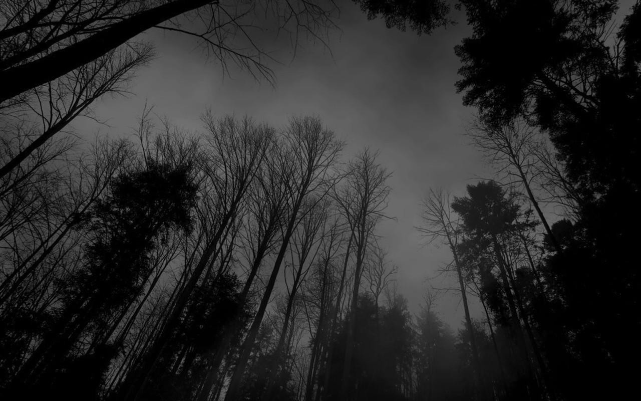 image black and white backgrounds tumblrtumblr static forest black