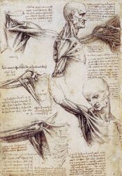 Shoulderandneck1