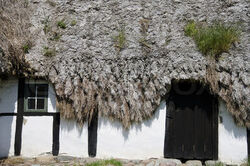 2188920-157232-detail-of-a-medieval-farm-house-with-sea-grass-thatched-roof