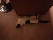 Fusion cat
