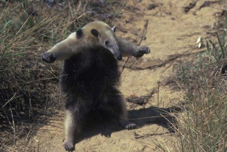Anteater Gifs Find Share On Giphy Anteater Gifs Find Share On Giphy