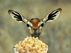 Znalezione obrazy dla zapytania popcorn gif