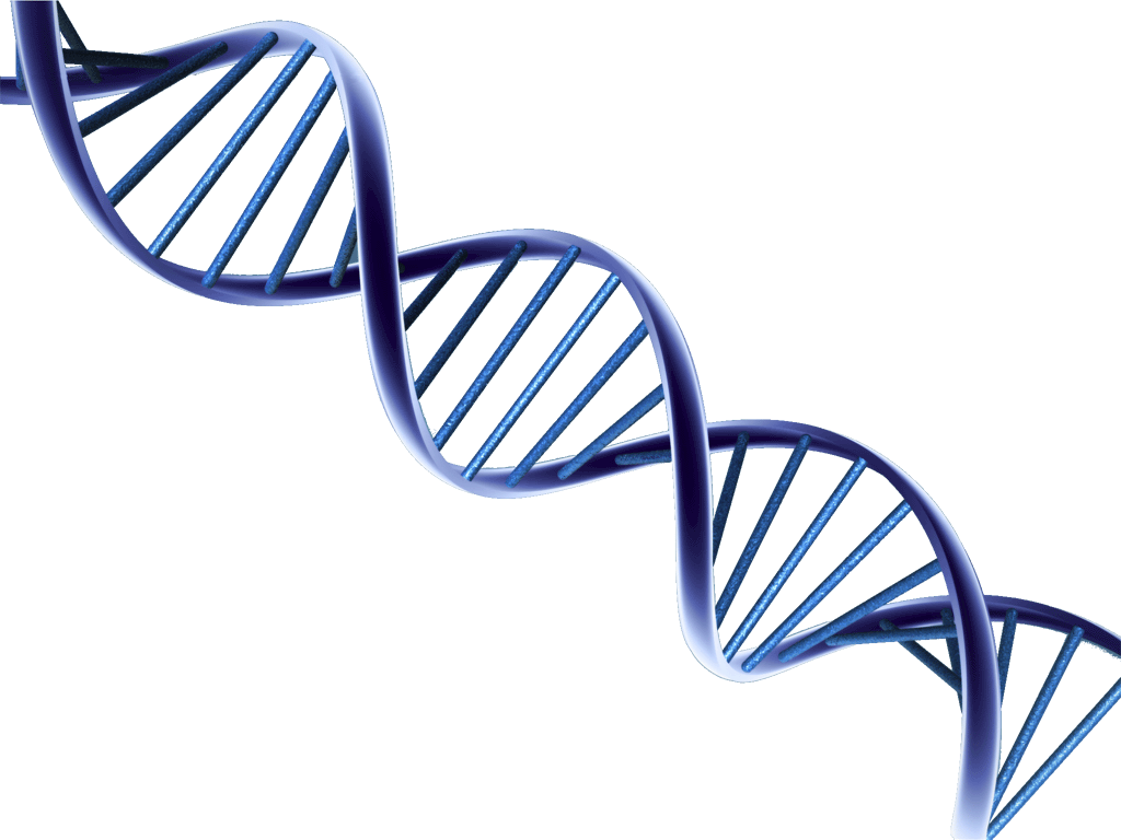 imagem dna png wiki