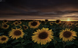 Campo-di-girasole,-tramonto-sul-campo-172073