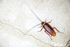 Cockroach-on-concrete